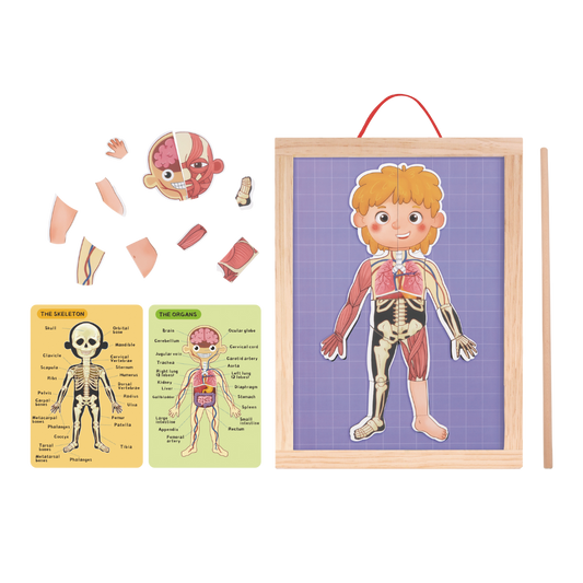 Body Magnetic Chart