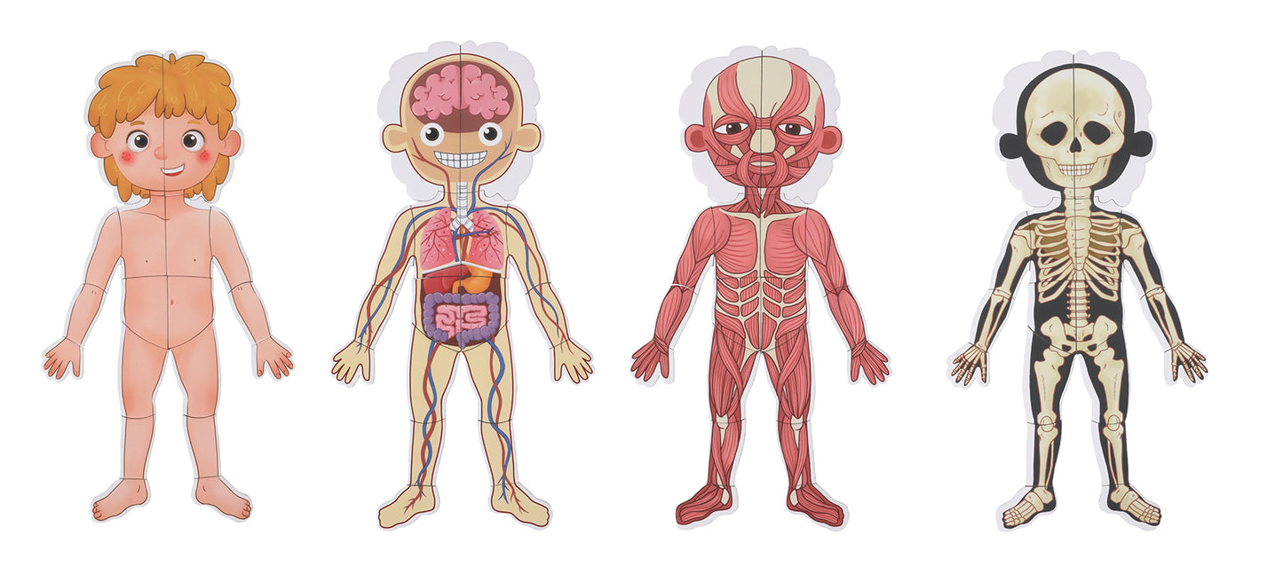 Body Magnetic Chart