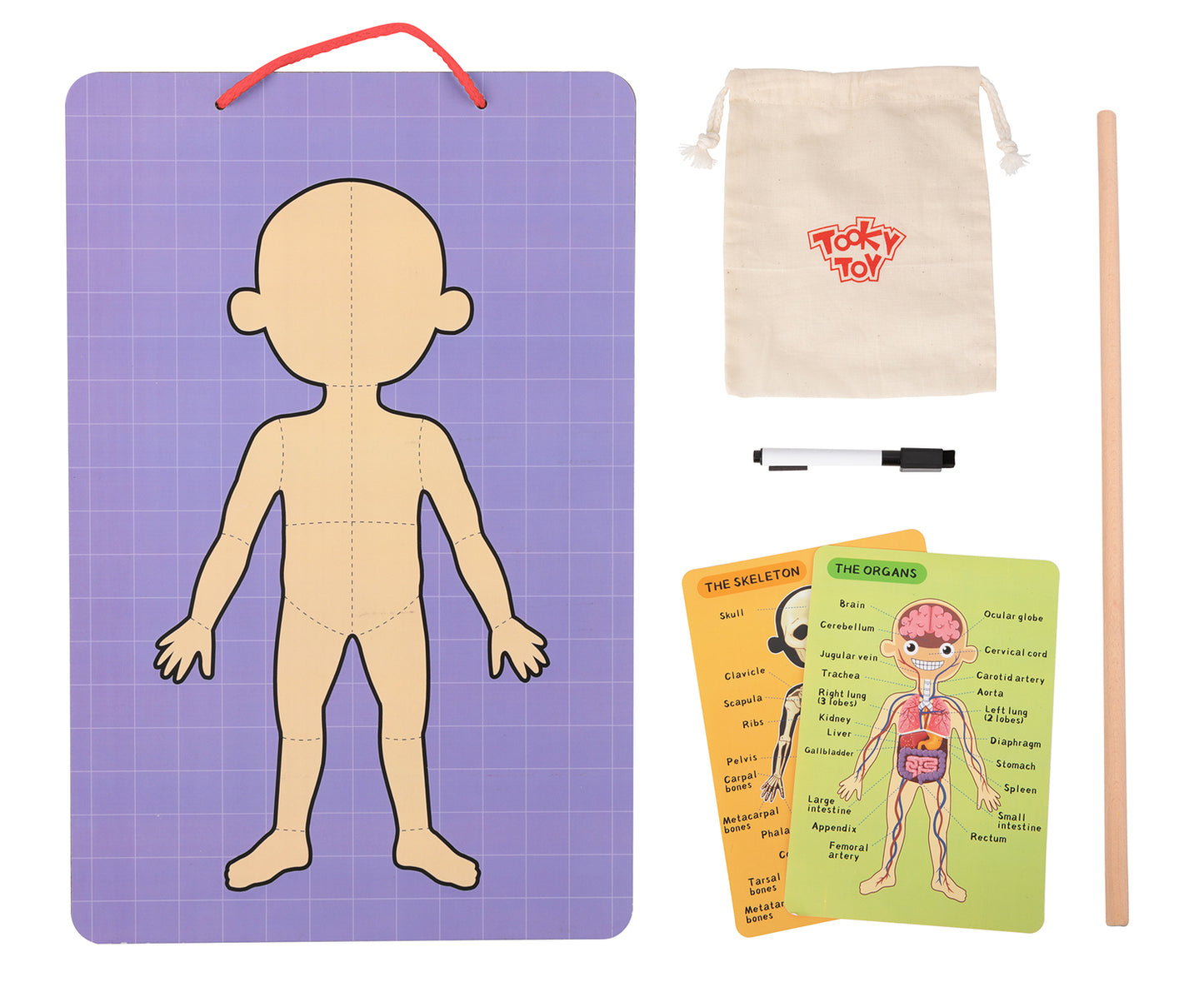 Body Magnetic Chart