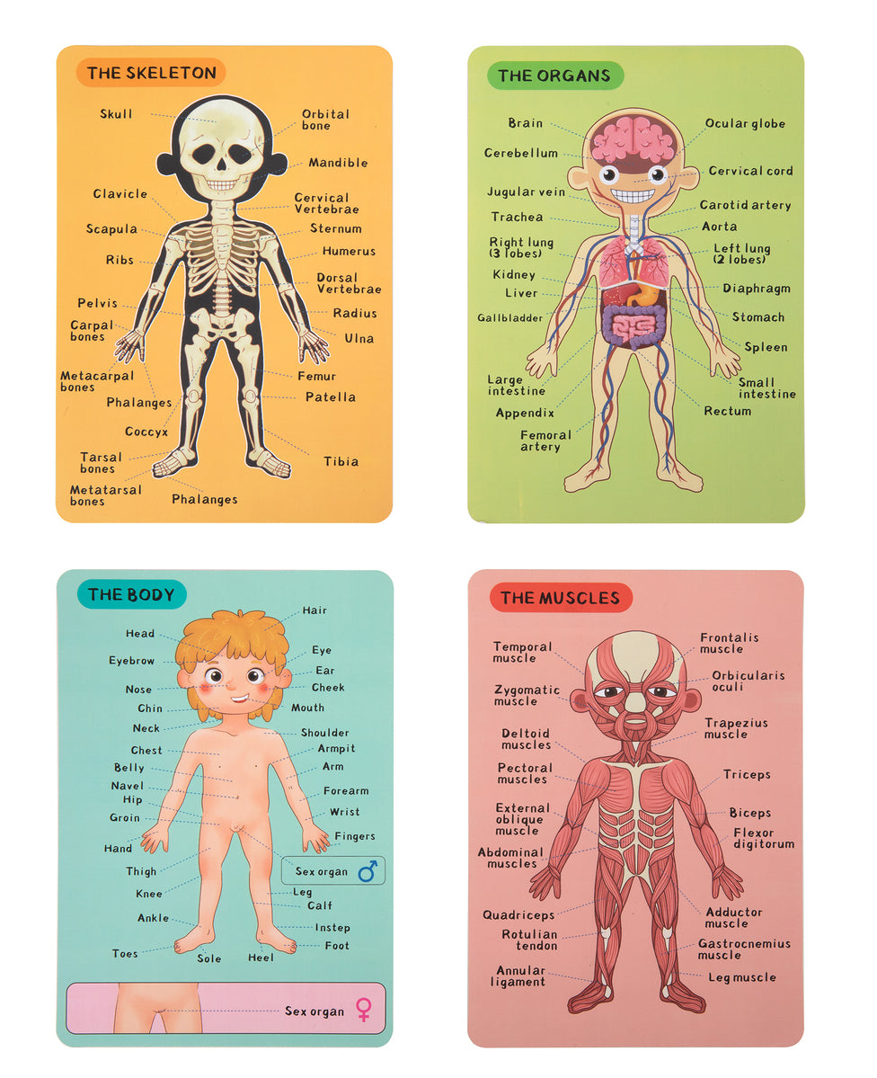 Body Magnetic Chart